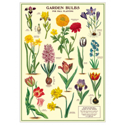 Poster "Garden Bulbs"