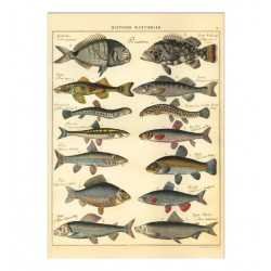 Poster "Fische"