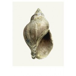 Karte Nordseeschnecke