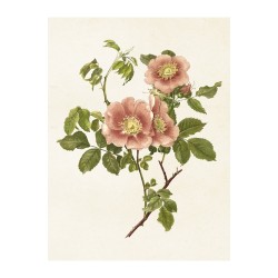 Vintage Mini Poster "Rose" 