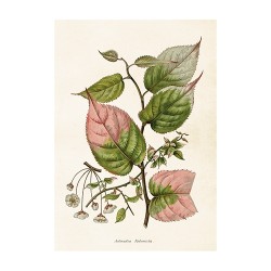 Vintage Poster Actinidia