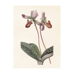 Vintage Mini Poster "Orchidee Mauve"