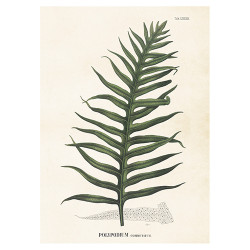 Vintage Poster Polypodium