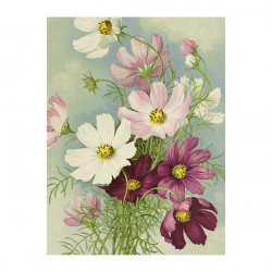 Vintage Mini Poster "Cosmea" 