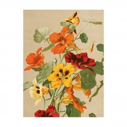 Vintage Mini Poster "Tropaeolum"