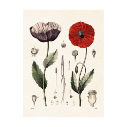 Vintage Mini Poster "Mohn"