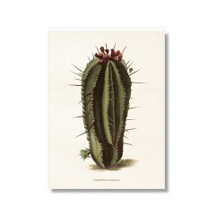 Vintage Karte "Kaktus Euphorbia"