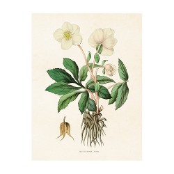 Vintage Mini Poster "Christrose"