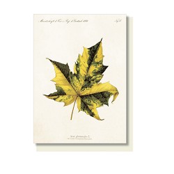 kleine Vintage Klappkarte "Ahorn"
