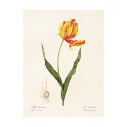 Vintage Mini Poster "Tulipa Orange-Rot"