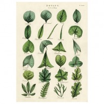 Poster "Botany Leaves"