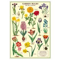 Poster "Garden Bulbs"