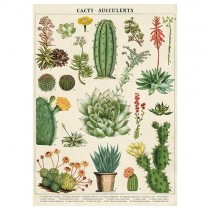 Poster "Kakteen und Sukkulenten 1"