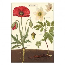 Poster "Mohn"