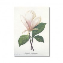 Karte Vintage Magnolie