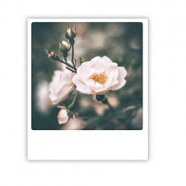 Pickmotion Karte "White Rose"