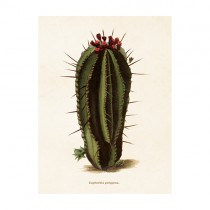 Vintage Mini Poster "Kaktus Euphorbia"