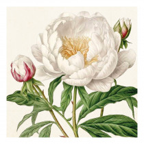 Servietten White Peony