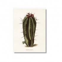 Vintage Karte "Kaktus Euphorbia"