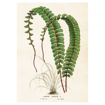 Vintage Poster Adiantum