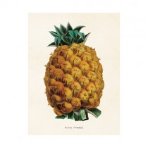 Vintage Mini Poster "Ananas"