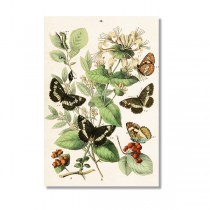 Vintage Karte Schmetterlinge rote Beeren