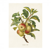 Vintage Mini Poster "Äpfel" 